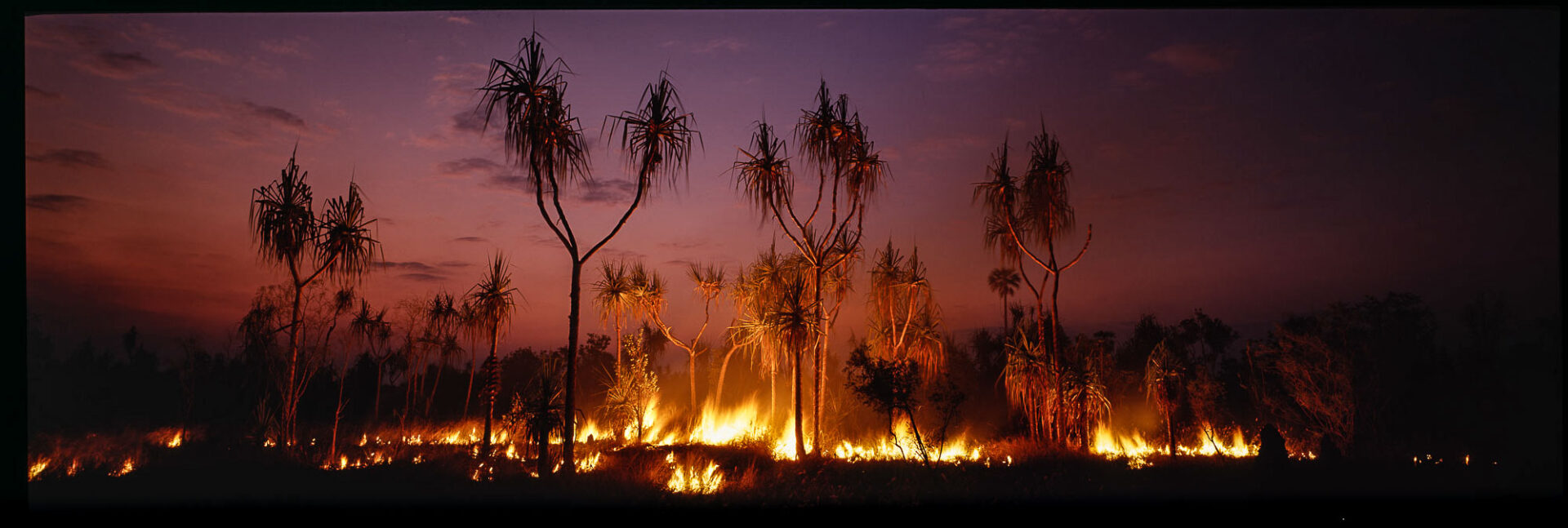 Burning Pandanus, South Alligator, NT