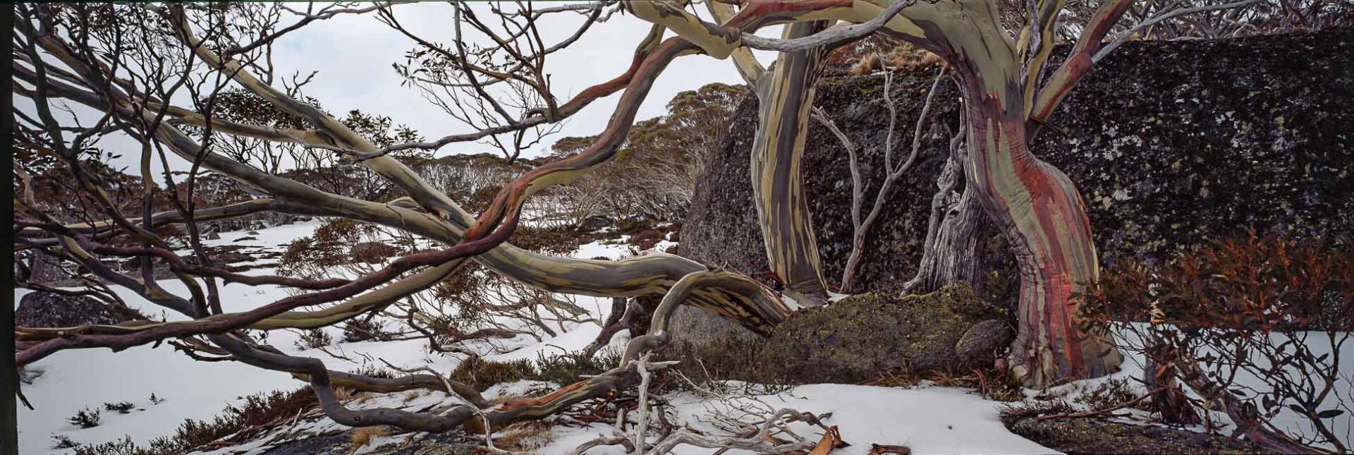 Snowgum Colours, Porcupine Rocks, Perisher, NSW