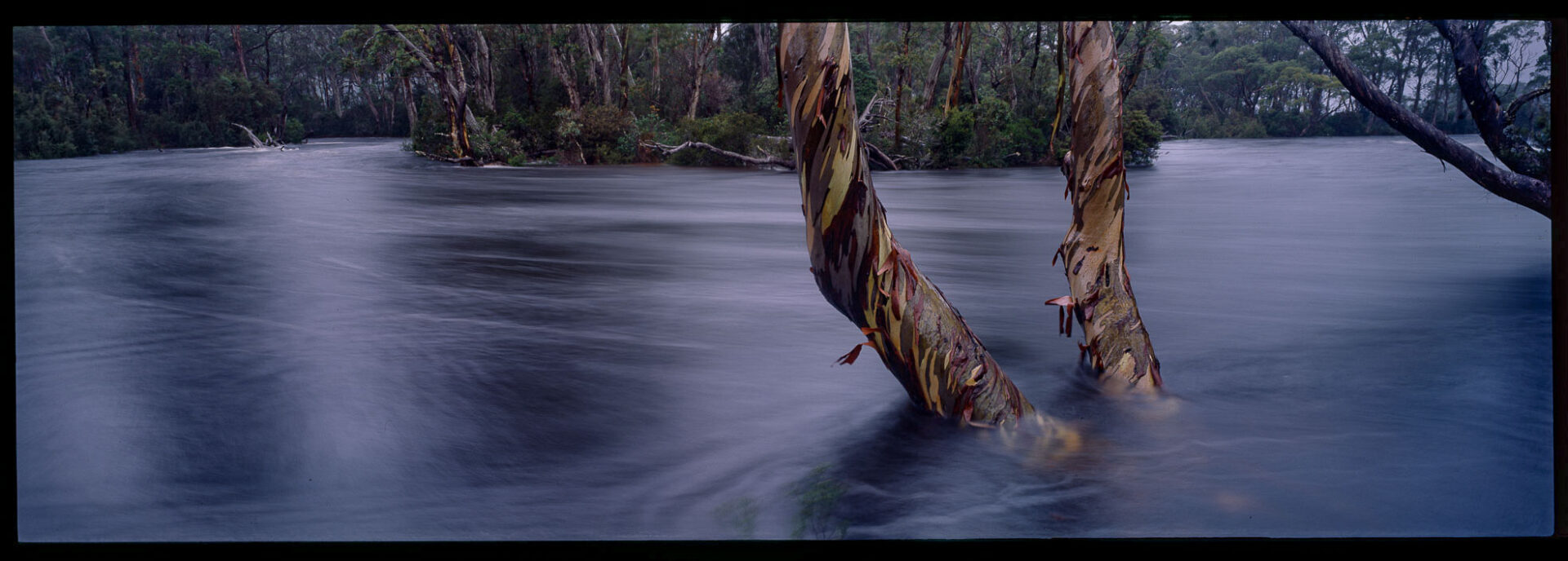 Snowgums, Narcissus River, Tasmania