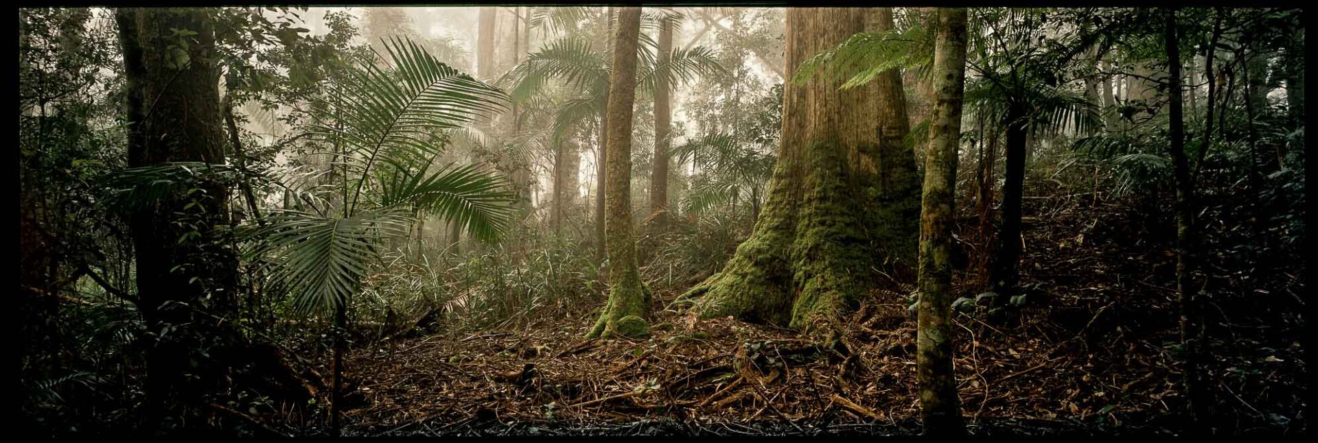 The Blackbutt Plateau, Wilsons Creek, NSW