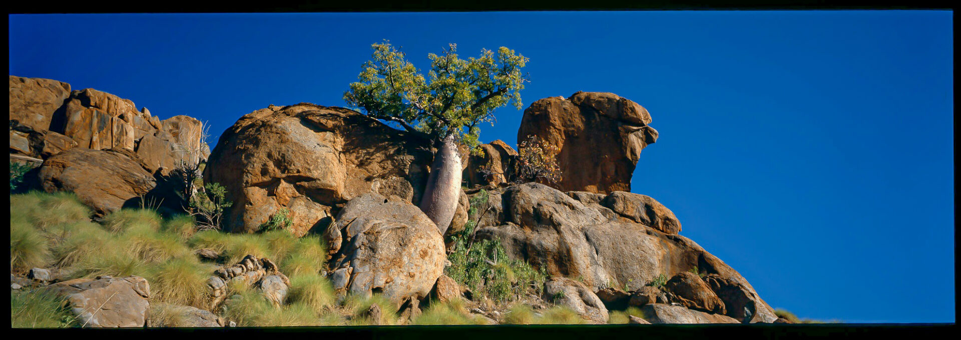 Boab & Overdrop, Napier Range, WA