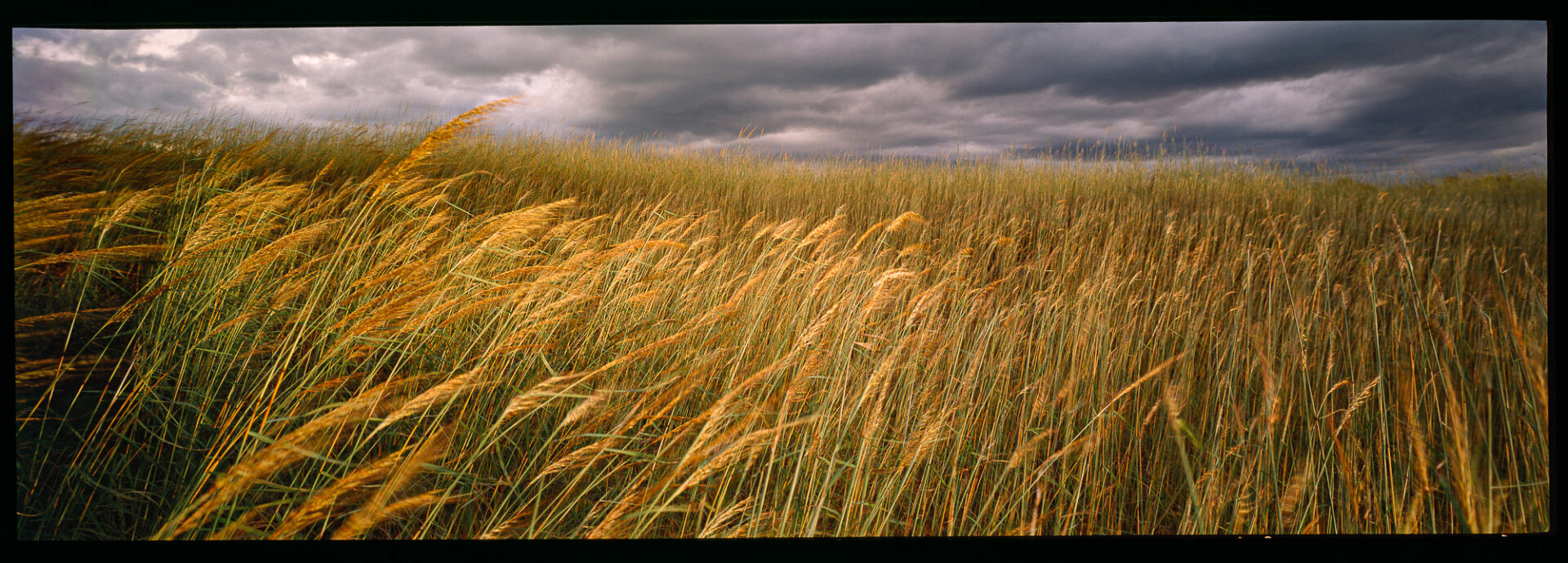 Grasses In The Wind, Mandorah, NT