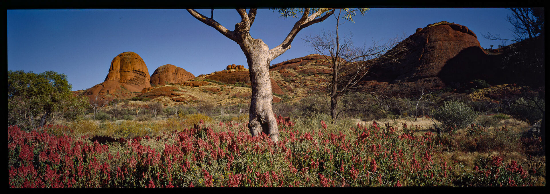 In The Olgas, NT