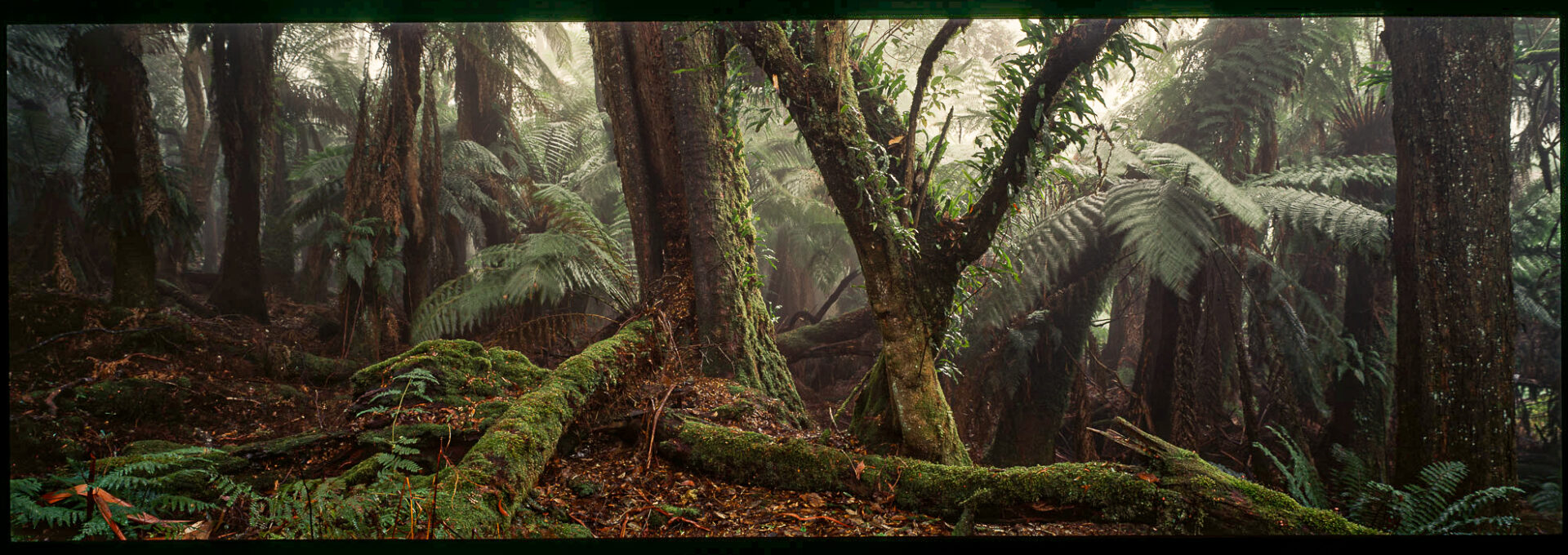 Myrtle Forest, Weldborough, Tasmania