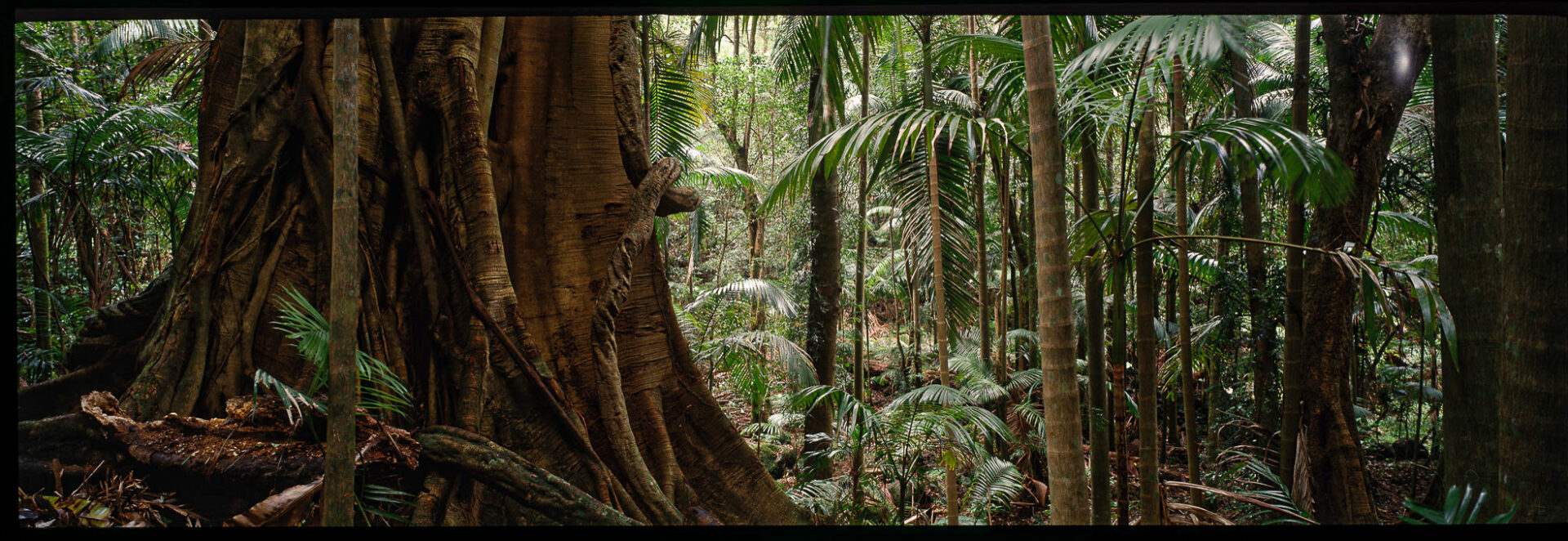 Palm Valley, Minyon Falls, NSW