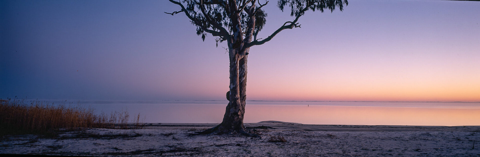 Yin-Yang Tree, Lake Hindmarsh, SA